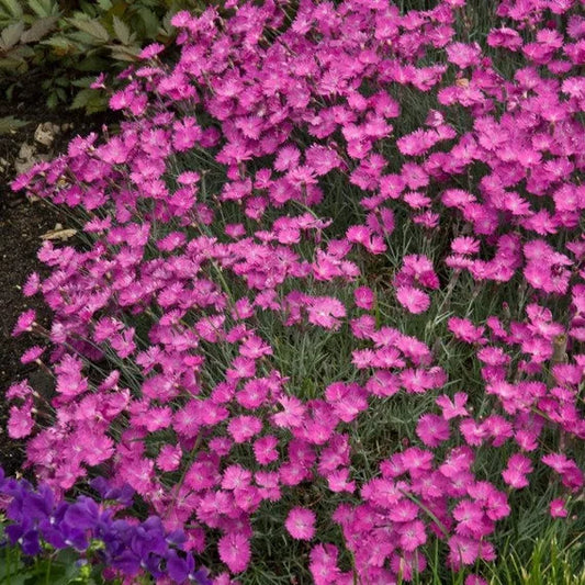 Cheddar Pink Flower Seeds