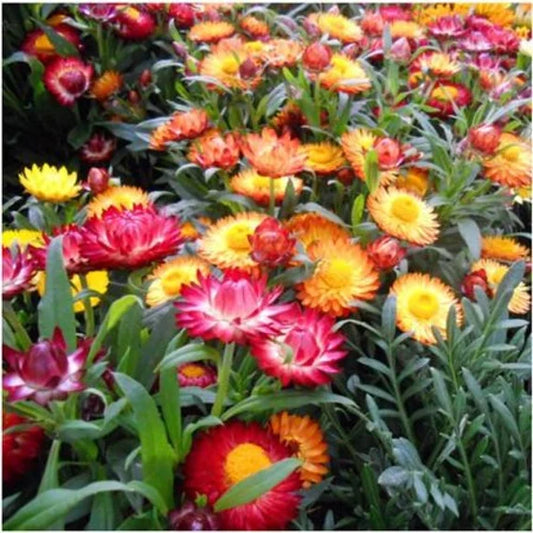 Mixed Helichrysum Flower seeds for Planting - Long Bloom Season, Heirloom & GMO Free Seeds for Home Garden