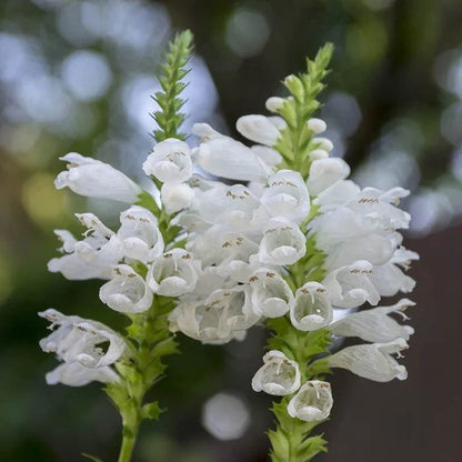 White Obedient Flower Plant Seeds