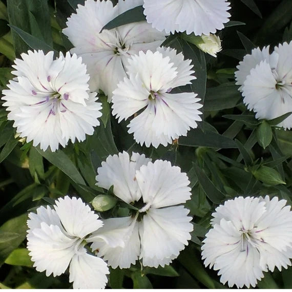 White Dianthus Flower seeds for Planting - Compact Growth, Heirloom & GMO Free Seeds for Home Garden
 
 Sale for planting in home garden.