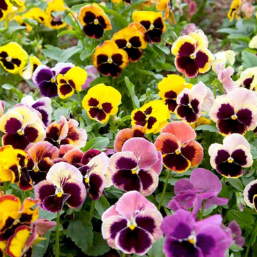Swiss Giant Pansy Flower Seeds