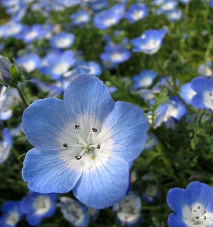 Blaue Cali-Blumensamen zum Pflanzen – Sonnenliebend, Erbstück- und GVO-freie Samen für den Hausgarten