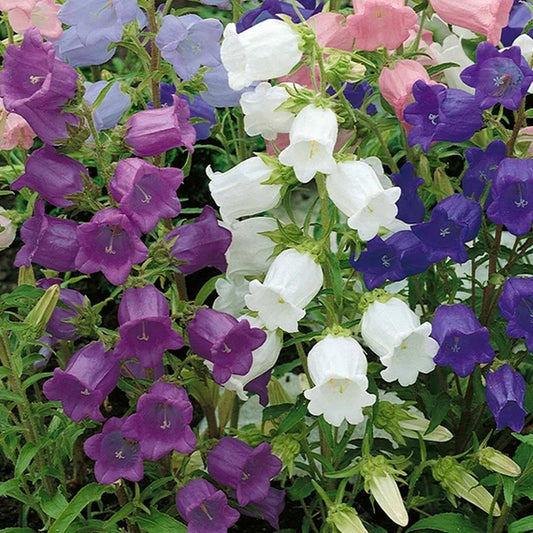 Canterbury Bells Flower Seeds