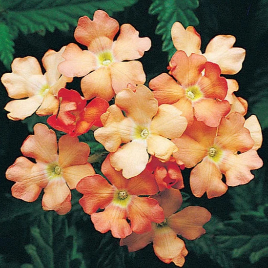 Peaches and Cream Verbena Flower Seeds