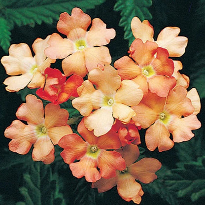 Peaches and Cream Verbena Flower Seeds