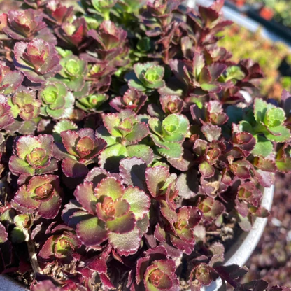 Sedum Spurium Flower Seeds