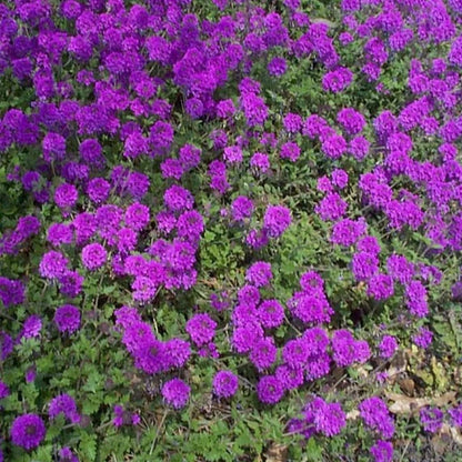 Semi di fiore tappezzante di verbena muschiata