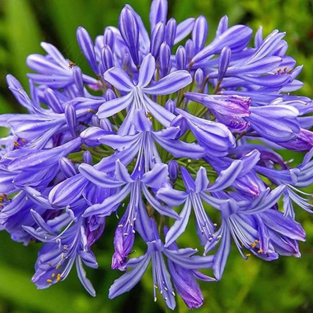 Graines de fleurs Lys du Nil