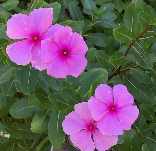 Catharanthus Roseus Flower Seeds