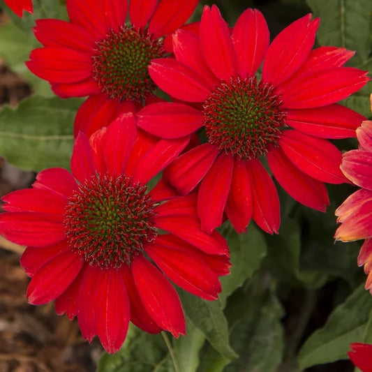 Red Coneflower Flower Seeds