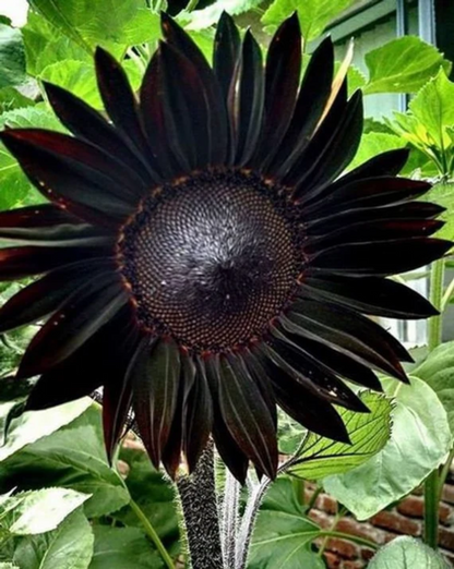 black seed sunflower plant Black Sunflower Seeds for Planting – Heirloom, Non-GMO, Easy to Grow, – Pure Asia Seeds