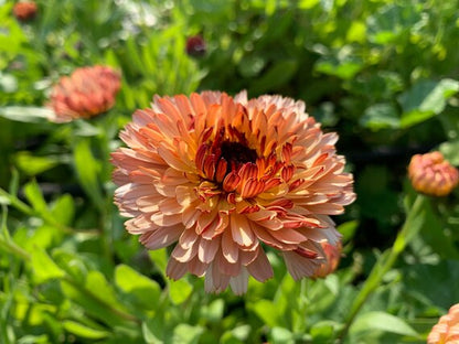 Calendula Zeolights Flower Seeds