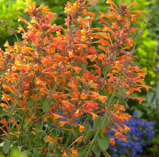 Hummingbird Mint Flower  Seeds