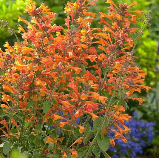 Hummingbird Mint Flower  Seeds