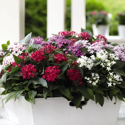Egyptian Star Cluster Flower Seeds