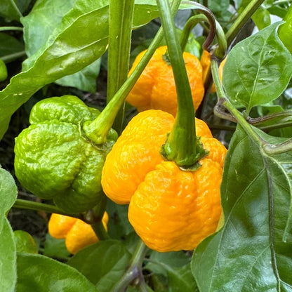 Yellow Trinidad Moruga Scorpion Vegetable Seeds