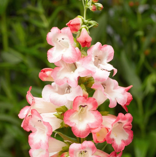 Pink Penstemon Flower seeds for Planting - Low Maintenance, Heirloom & GMO Free Seeds for Home Garden
 
 Sale seeds for planting in home garden