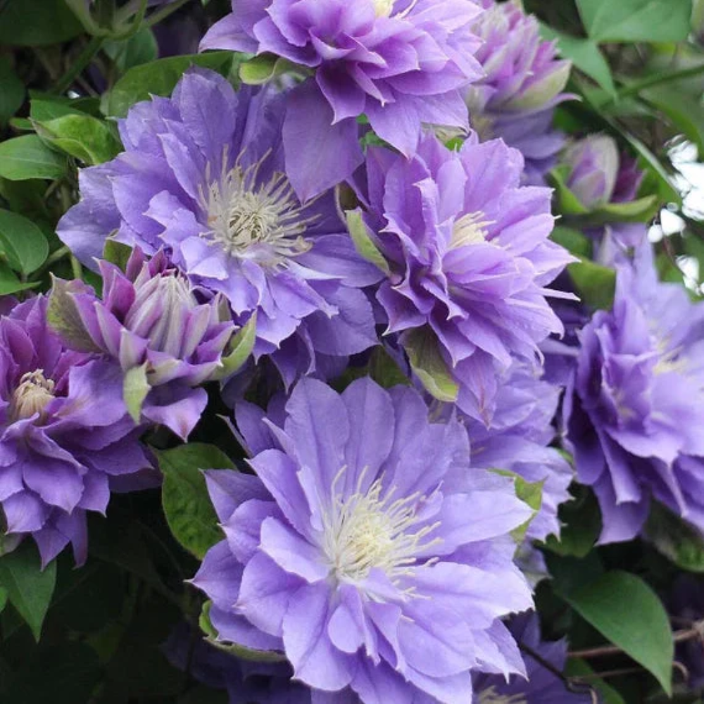 Double Purple Clematis Flower Seeds