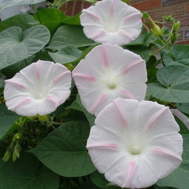 Shiva Morning Glory Flower Seeds