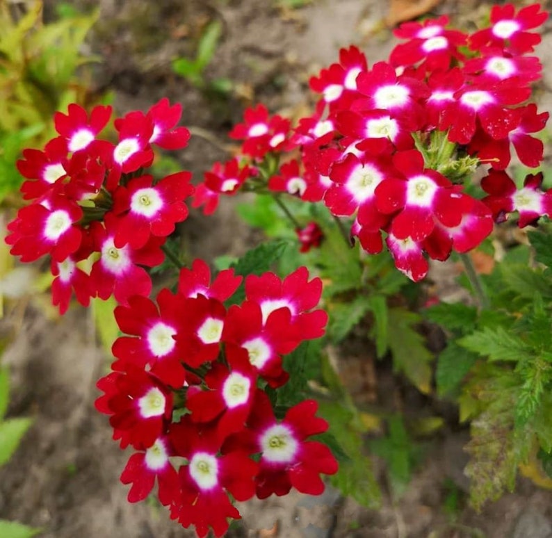 Red Verbena Flower seeds for Planting Perfect for Borders Heirloom & GMO Free Seeds for Home Garden
 
 Sale seeds for home garden planting