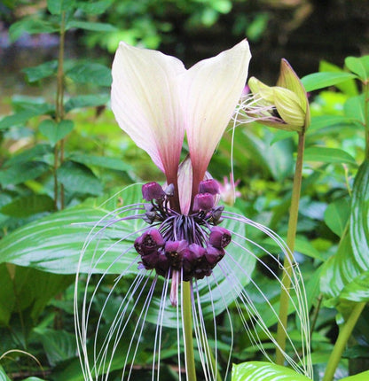 Weiße Fledermausblume Tacca Integrifolia Blumensamen