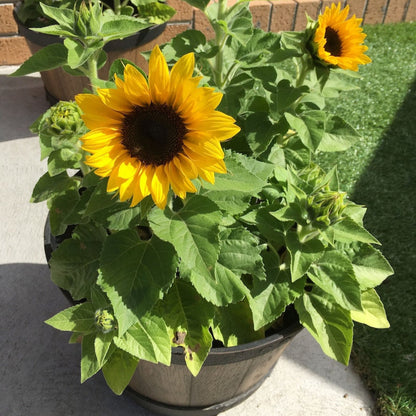 Dwarf Sunflower Seeds