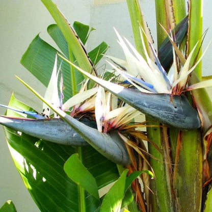 Strelitzia Nicolai Flower Seeds