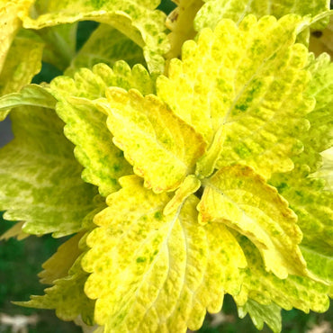 Fairway Yellow Coleus Flower Seeds