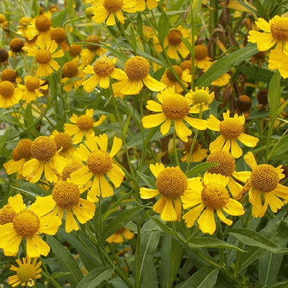 Common Sneezeweed Flower Seeds