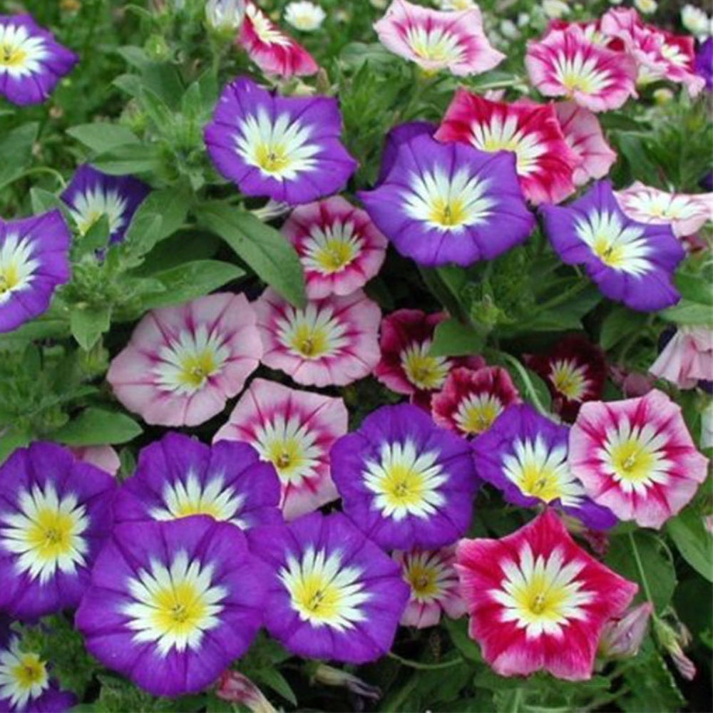 Dwarf Morning Glory Red Ensign Flower Seeds
