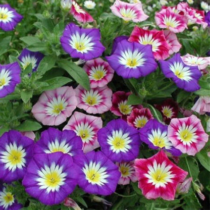 Dwarf Morning Glory Red Ensign Flower Seeds