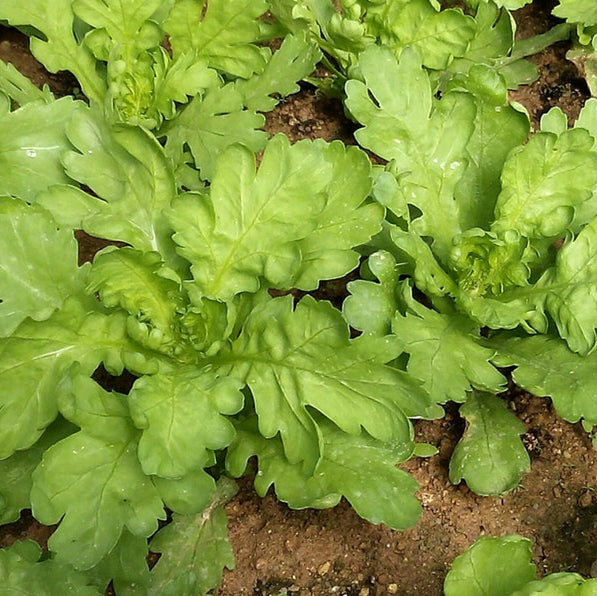 Tong Ho (Edible Chrysanthemum) Vegetable Seeds