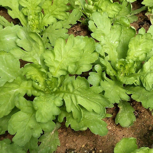 Semillas de hortalizas Tong Ho (crisantemo comestible)