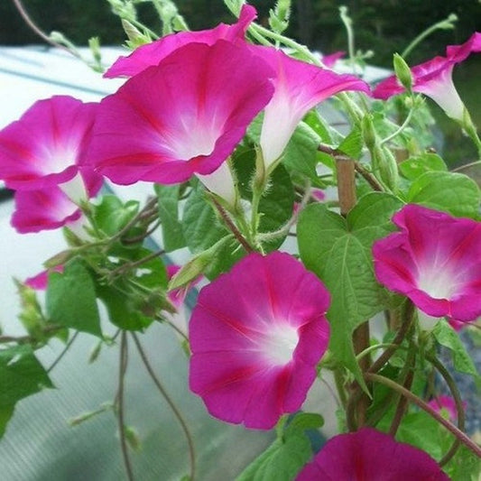 Crimson Rambler Morning Glory Flower Seeds