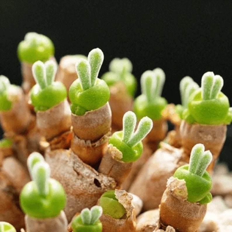 Monilaria Obconica Plant Seeds for Planting – Heirloom, Non-GMO, Easy to Grow, Perennial