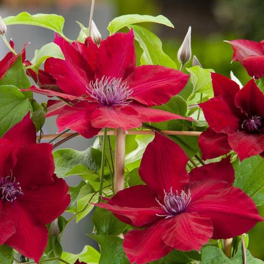 Red Clematis Flower Seeds