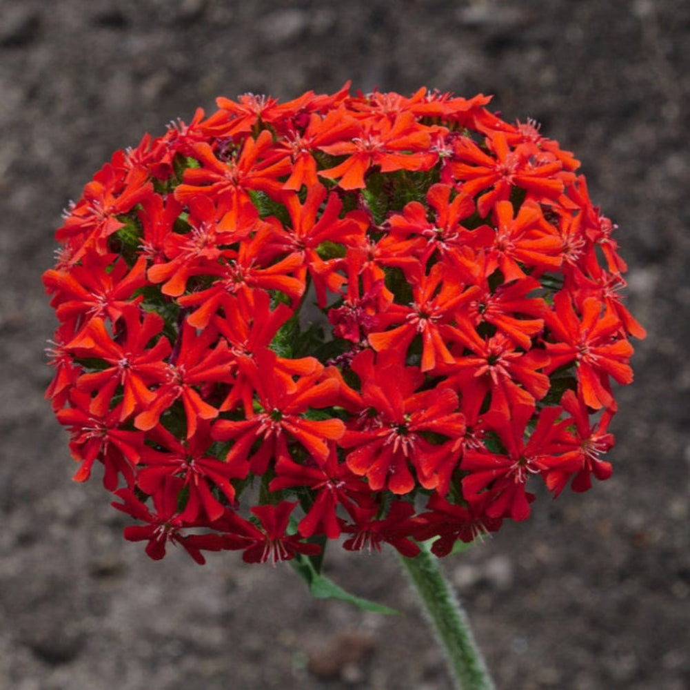 Red Lychnis Flower Seeds