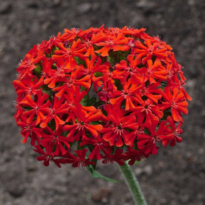 Red Lychnis Flower Seeds