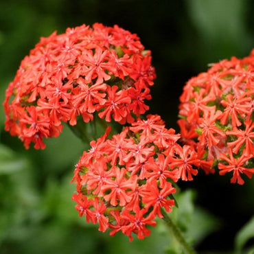 Red Lychnis Flower Seeds