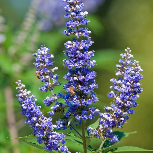 Chasteberry Flower seeds for Planting Bright Blooms Heirloom & GMO Free Seeds for Home Garden 
 
 Sale for planting in home garden