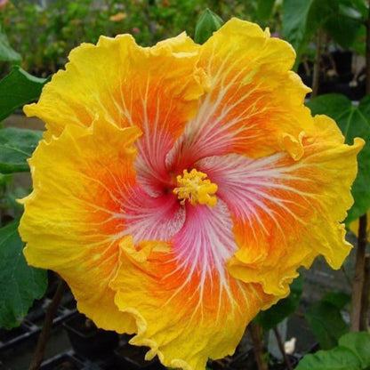 Yellow Orange Hibiscus Flower Seeds