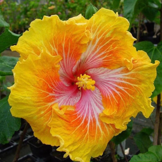 Yellow Orange Hibiscus Flower Seeds