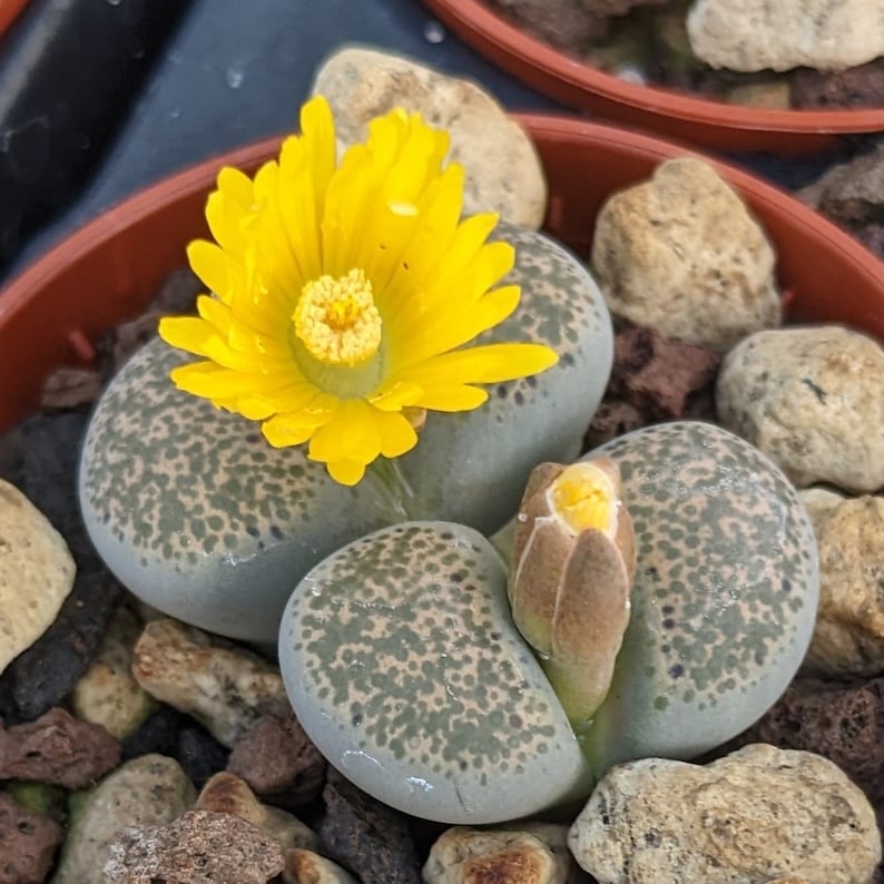 Lithops Pseudotruncatella Pflanzensamen