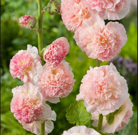 Bride's Bouquet Double Hollyhock Flower Seeds
