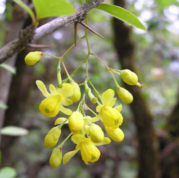 Indian Barberry Seeds (Berberis Aristata) Flower Seeds