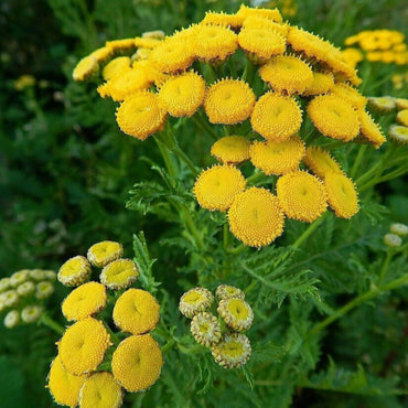 Tanacetum Vulgare Tansy Flower Seeds