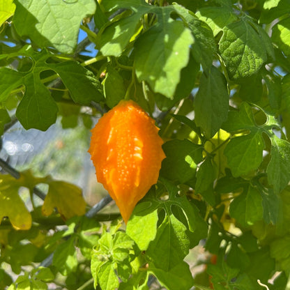 Jamaican Cerasee Vegetable Seeds