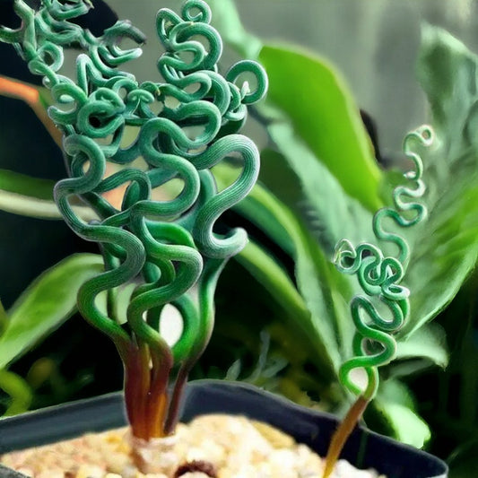 Spiralis Flower seeds for Planting - Colorful Display, Heirloom & GMO Free Seeds for Home Garden
 
 Sale for planting in home garden