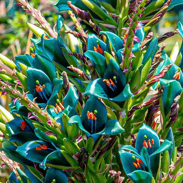 Sapphire Tower Flower Seeds