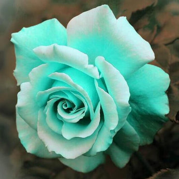 Mint Green Rose Flower Seeds